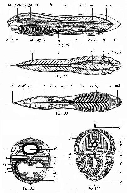 Figs. 98-102. The ideal primitive
vertebrate (prospondylus). Diagram.