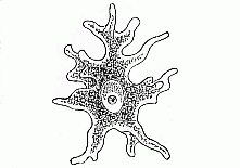 Fig. 16--A creeping am&oelig;ba.