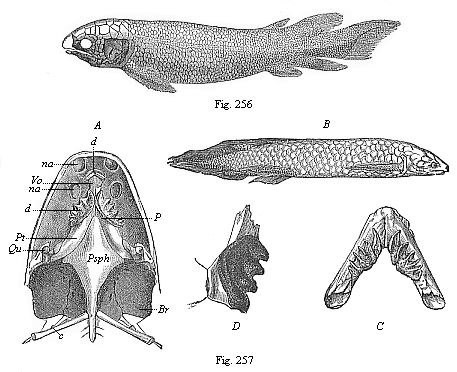 Fig. 256. Fossil Dipneust (Dipterus Valenciennesi), from the old red sandstone (Devon). Fig. 257.
The Australian Dipneust (Ceratodus Forsteri).