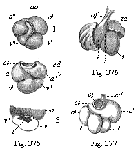 Fig. 375. Heart of a human embryo, four weeks old.
Fig. 376. Heart of a human embryo, six weeks old, front view. Fig. 377. Heart of a human embryo, eight weeks old, back view.