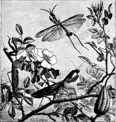 MANTIDES AND EMPUS&AElig;