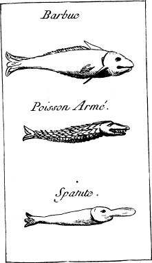 Top: Cat Fish&mdash;Middle: Gar Fish&mdash;Bottom: Spoonbill
Catfish